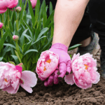 découvrez nos conseils étape par étape pour déterrer et replanter une pivoine sans stress. apprenez les meilleures pratiques pour réussir cette opération et offrir une nouvelle vie à vos pivoines.