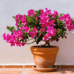 découvrez nos conseils essentiels pour réussir la taille du laurier rose en pot. suivez ce guide pratique pour obtenir une plante saine, florissante et bien entretenue toute l'année.
