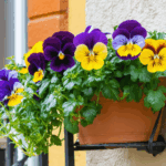 découvrez quelle capacité de jardinière est idéale pour planter et faire prospérer des pensées dans votre jardin ou sur votre balcon. conseils pratiques et astuces pour bien choisir votre contenant.