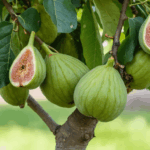 découvrez à quel âge un figuier commence généralement à produire des fruits et obtenez des conseils pour favoriser une récolte abondante dans votre jardin.