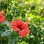 découvrez comment et quand planter un hibiscus en pleine terre grâce à notre guide ultime. conseils experts, étape par étape, pour une floraison réussie et un jardin éclatant.