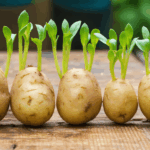 découvrez quand et comment semer vos pommes de terre germées pour obtenir une récolte abondante. conseils pratiques pour choisir le meilleur moment et optimiser la croissance de vos plants au potager.