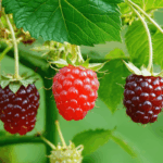 découvrez toutes les astuces essentielles pour garantir une récolte de framboises abondante et savoureuse. conseils pratiques, entretien, arrosage et bonnes pratiques pour réussir vos plantations et profiter de fruits gourmands tout l'été !