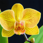 découvrez pourquoi les feuilles de votre orchidée jaunissent, les principales causes possibles, et les solutions efficaces pour retrouver des plantes en pleine santé. conseils pratiques pour préserver la beauté de vos orchidées.