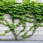 découvrez les avantages et les inconvénients de la vigne vierge : conseils d’entretien, bienfaits pour la façade, limites à connaître et astuces pour profiter pleinement de cette plante grimpante.