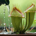 découvrez nos conseils essentiels pour entretenir facilement vos plantes carnivores, garantir leur santé et favoriser leur croissance dans votre intérieur ou votre jardin.
