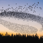 découvrez tout sur la migration des étourneaux : périodes de départ, itinéraires de déplacement et comportements fascinants de ces oiseaux en vol. un guide complet pour comprendre pourquoi et comment les étourneaux migrent chaque année.