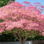 découvrez l'albizia, aussi appelé arbre à soie, dans ce guide complet : cultivation, entretien, floraison et vertus de ce magnifique trésor végétal pour illuminer votre jardin.