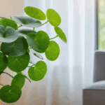 découvrez les raisons pour lesquelles votre pilea en pause stagne et apprenez des astuces efficaces pour relancer sa croissance et redonner vie à votre plante.