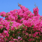 découvrez pourquoi votre lilas des indes ne fleurit pas et apprenez les meilleures astuces pour stimuler sa floraison et retrouver un jardin coloré et vivant.