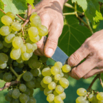apprenez à bouturer une vigne facilement grâce à notre guide étape par étape, pour réussir votre culture et obtenir de belles plantes vigoureuses.