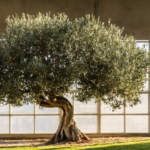 découvrez pourquoi les feuilles de votre olivier tombent et apprenez des solutions efficaces pour sauver votre arbre et préserver sa beauté toute l'année.