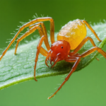 découvrez des méthodes efficaces pour éliminer rapidement les araignées rouges de votre maison et protéger votre intérieur de ces nuisibles.