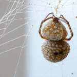découvrez notre guide complet pour identifier les œufs d'araignée et apprendre les méthodes efficaces pour les contrôler et protéger votre maison.