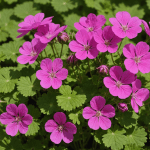 découvrez notre sélection des 5 meilleures plantes vivaces couvre-sol qui demandent peu d'entretien. idéales pour embellir votre jardin, elles offrent beauté et durabilité sans contraintes. transformez votre espace extérieur en un havre de paix facilement entretenu.
