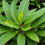 découvrez les conseils essentiels sur la taille des extrémités des feuilles marron. évitez les erreurs courantes et apprenez comment prendre soin de vos plantes pour favoriser leur santé. obtenez des réponses claires pour une jardinage réussi.