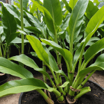 protégez votre bananier des gelées hivernales ! découvrez nos conseils pratiques pour le préparer efficacement à l'hiver et lui assurer une meilleure survie. ne laissez pas le froid compromettre vos plantes exotiques.