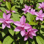 découvrez nos conseils pratiques pour entretenir le weigelia, cet arbuste unique qui embellira votre jardin. apprenez à le tailler, l'arroser et le fertiliser pour assurer sa floraison spectaculaire et sa santé tout au long de l'année.