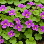apprenez à éliminer l'oxalis de votre jardin avec ces trois méthodes durables et efficaces. transformez votre espace extérieur en un lieu sain et accueillant grâce à nos conseils pratiques et environnementaux.