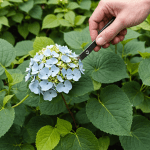 découvrez une méthode simple et efficace pour multiplier vos hortensias grâce à la botanisation dans l'eau. apprenez étape par étape comment réussir la reproduction de cette belle plante, pour embellir votre jardin avec de nouvelles variétés.