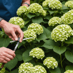 découvrez une méthode simple et efficace pour bouturer des hortensias dans l'eau. suivez notre guide étape par étape pour réussir vos boutures et embellir votre jardin avec ces magnifiques fleurs.