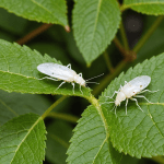 découvrez des méthodes naturelles et efficaces pour éliminer les aleurodes de votre jardin. nos astuces secrètes, souvent gardées par les jardiniers, vous aideront à protéger vos plantes tout en préservant l'environnement. apprenez à lutter contre ces nuisibles de manière douce et respectueuse grâce à nos conseils pratiques.