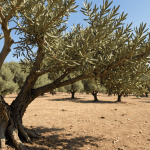 découvrez des étapes simples et efficaces pour revitaliser votre olivier desséché sous la chaleur estivale. apprenez à prendre soin de votre arbre et à lui redonner vie grâce à des astuces pratiques et des conseils de jardinage.