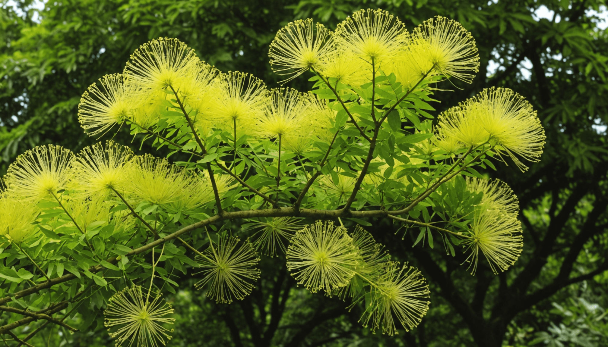 découvrez les inconvénients à prendre en compte avant de planter un albizia dans votre jardin. apprenez les défis liés à son entretien, à sa résistance et à son impact sur l'environnement pour faire un choix éclairé.