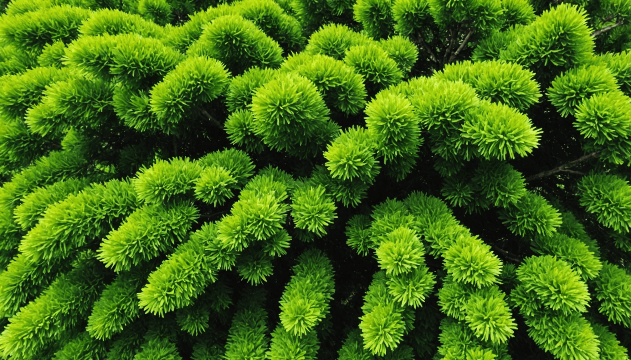 découvrez nos conseils pratiques pour gérer efficacement les branches mortes de vos thuyas. apprenez comment les éliminer, les recycler ou les utiliser en décoration au jardin, afin d'assurer la santé de vos plantes et l'esthétique de votre espace extérieur.