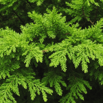 découvrez nos conseils pratiques pour gérer efficacement les branches mortes de vos thuyas. apprenez comment les éliminer, les recycler ou les transformer en compost, tout en préservant la santé de vos plantes.