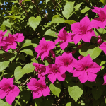 découvrez comment faire fleurir votre bougainvillier avec notre méthode infaillible. ne laissez plus votre plante dépérir et laissez-vous émerveiller par une floraison éblouissante grâce à nos conseils d'experts.