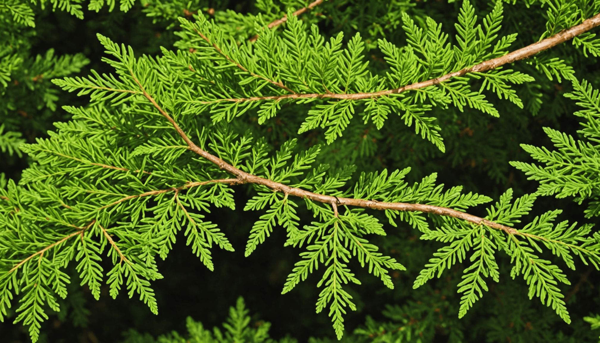 découvrez nos conseils pratiques pour gérer efficacement les branches sèches de vos thuyas. apprenez à les tailler, les recycler ou les éliminer pour entretenir votre jardin de manière écologique.
