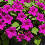 vous êtes déçu par un bougainvillier qui ne fleurit pas ? ne cherchez plus ! découvrez notre méthode infaillible pour favoriser une floraison éclatante et profiter d'un jardin coloré et ensoleillé. suivez nos conseils experts et redonnez vie à vos plantes !