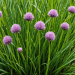 découvrez comment cultiver quatre herbes essentielles à proximité de vos fraises pour intensifier leur saveur. apprenez à harmoniser ces plantes aromatiques avec vos fruits, et transformez vos récoltes en délices inoubliables.