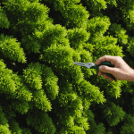 découvrez pourquoi votre thuya prend une teinte brune et apprenez les 3 étapes essentielles pour raviver la verdure de votre haie. ne laissez pas la couleur ternir la beauté de votre jardin !