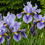 découvrez trois bulbes incontournables à planter dès aujourd'hui pour apporter couleur et éclat à votre jardin au printemps. ne ratez pas l'occasion de transformer votre espace extérieur en un véritable havre de floraison !