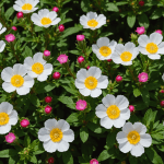 découvrez notre sélection de quatre arbustes floraux qui s'épanouissent sans nécessiter d'arrosage et qui prospèrent même sous la chaleur intense. idéaux pour embellir votre jardin avec des couleurs éclatantes tout en minimisant l'entretien.