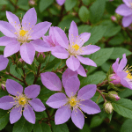 découvrez les étapes essentielles pour tailler correctement votre laurier rose. apprenez les techniques adéquates pour favoriser une croissance saine et une floraison abondante, tout en préservant la beauté de cette plante ornementale.