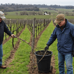 découvrez notre guide complet sur la taille de la vigne, avec des conseils pratiques et des techniques adaptées pour maximiser votre récolte. apprenez à entretenir vos vignes et à favoriser leur croissance tout au long de la saison.