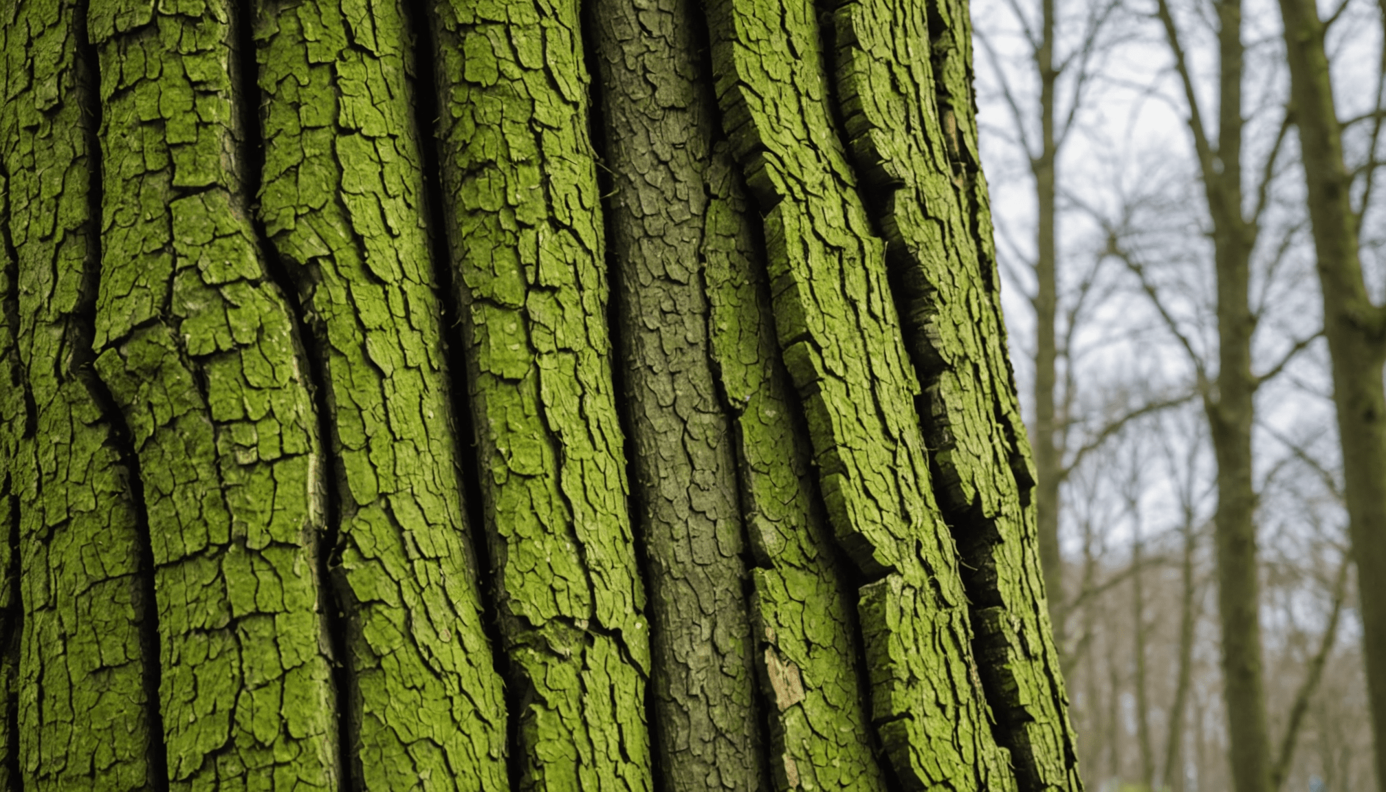 découvrez les quatre étapes essentielles pour conserver un tronc d'arbre coupé en parfait état. apprenez des techniques simples et efficaces pour protéger votre bois contre les intempéries, les insectes et la pourriture, tout en assurant une belle présentation. idéal pour les passionnés de jardinage et de décoration naturelle.