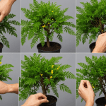 découvrez comment réussir la bouture de mimosa facilement grâce à notre guide étape par étape. apprenez les astuces et conseils pour obtenir des plants sains et florissants !