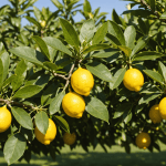 découvrez comment identifier et traiter les 5 maladies courantes du citronnier. apprenez des solutions rapides et efficaces pour préserver la santé de vos arbres fruitiers et garantir une récolte généreuse.