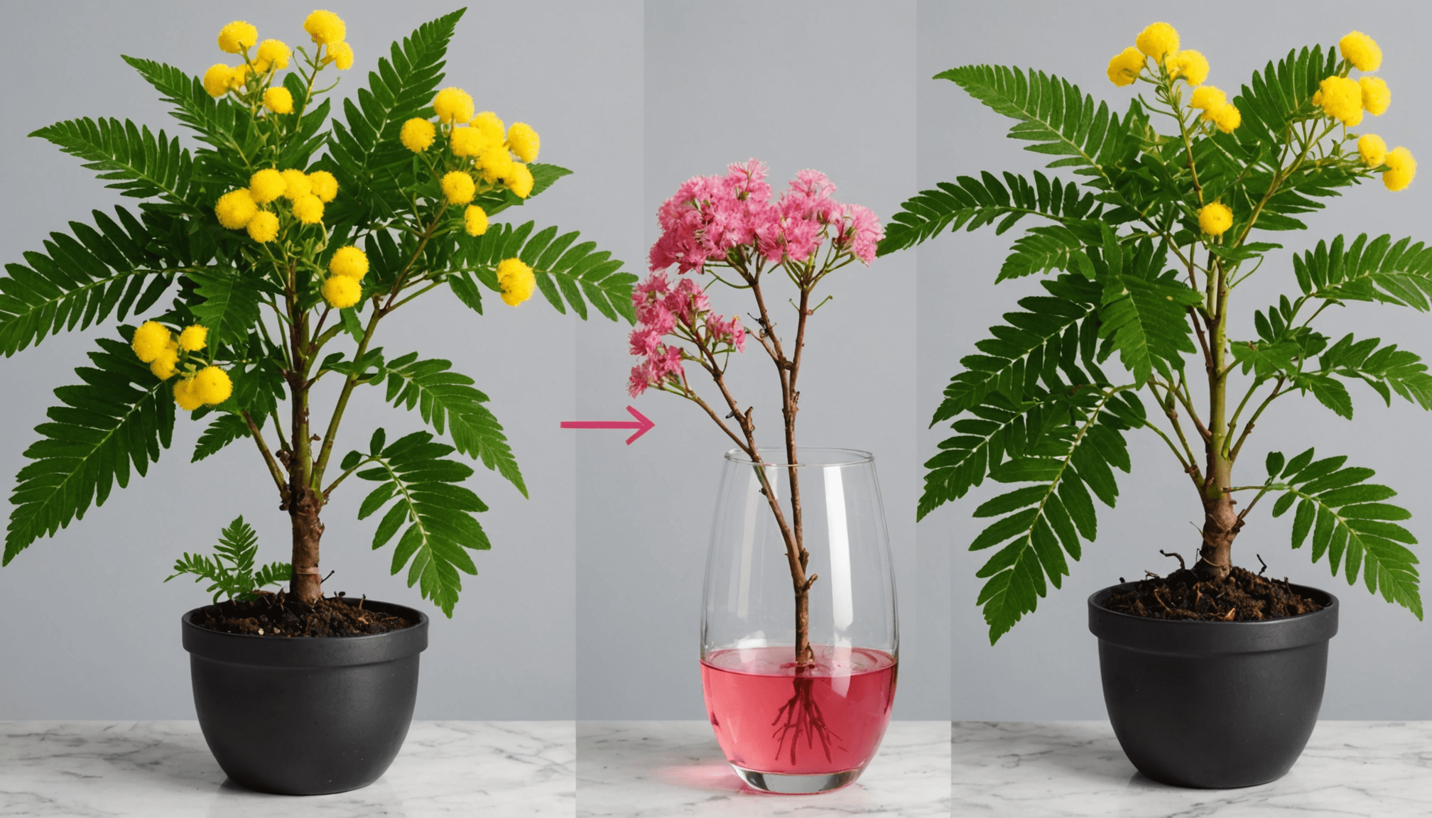 découvrez nos conseils pratiques pour réussir la bouture d'un mimosa en quelques étapes simples. apprenez les techniques essentielles pour multiplier cette plante spectaculaire et embellir votre jardin avec succès.