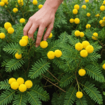 découvrez les étapes simples pour réussir la bouture de votre mimosa et profiter de sa beauté dans votre jardin. suivez notre guide pratique et transformez votre plante en un magnifique spécimen facilement.