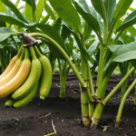 découvrez l'importance de la taille dans l'entretien de votre bananier. apprenez les techniques essentielles pour favoriser sa croissance, améliorer sa santé et maximiser la production de fruits. est-ce vraiment nécessaire ? nous vous éclairons sur le sujet !