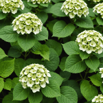 apprenez à bouturer facilement des hortensias avec notre guide complet. suivez nos conseils étape par étape pour réussir vos boutures et embellir votre jardin avec ces magnifiques fleurs.