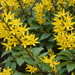 le printemps approche ! découvrez comment bien tailler votre forsythia et profitez d'une explosion de fleurs jaunes éclatantes dans votre jardin.
