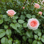 découvrez des méthodes efficaces et naturelles pour éliminer les taches noires sur les feuilles de vos rosiers et garder vos plantes en pleine santé tout au long de la saison.