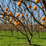 découvrez quand et comment tailler vos abricotiers pour une récolte abondante. suivez nos étapes essentielles pour entretenir vos arbres fruitiers et favoriser une croissance saine !