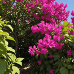 apprenez comment faire fleurir votre bougainvillier dès ce mois-ci grâce à 6 étapes clés. conseils pratiques pour obtenir une floraison abondante et colorée facilement.